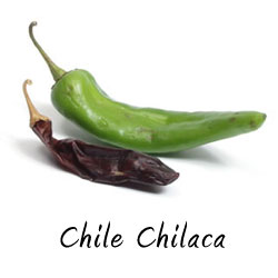 Chile Chilaca