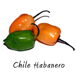 Chile habanero