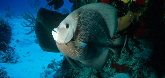 Plongée sous marine à Cozumel Mexique