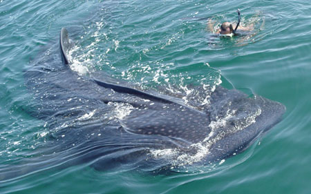 Requin baleine