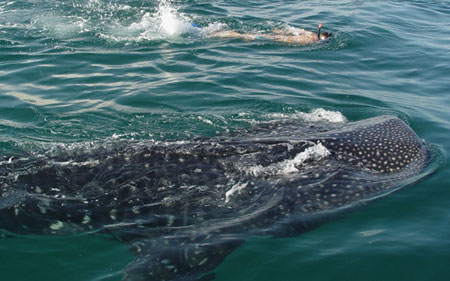 Requin baleine