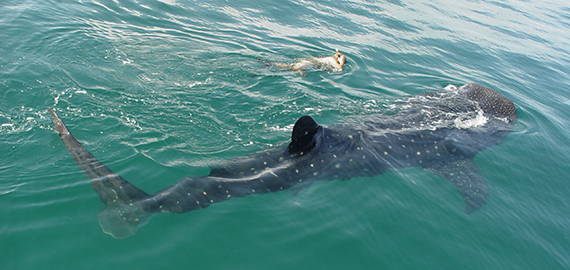 !requin baleine Holbox Mexique