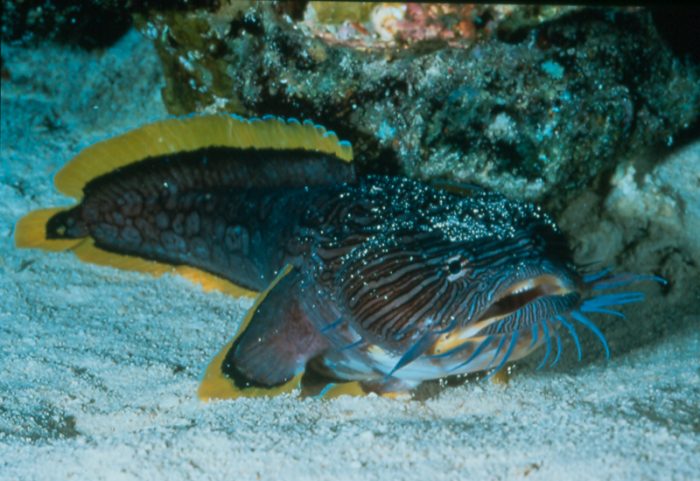 Sanopus Splendidus