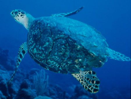 Tortue marine